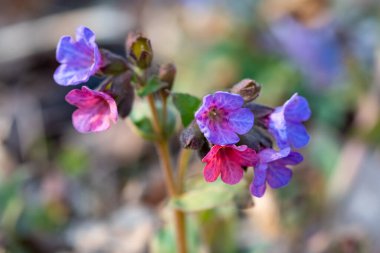 Pulmonaria officinalis, yaygın akciğer otu, Mary 'nin gözyaşları ya da Meryem Ana' nın süt damlaları, odak yığını kullanarak yakın çekim
