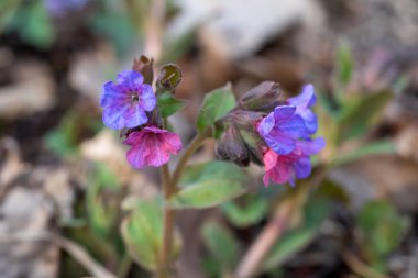 Pulmonaria officinalis, yaygın akciğer otu, Mary 'nin gözyaşları ya da Meryem Ana' nın süt damlaları, odak yığını kullanarak yakın çekim