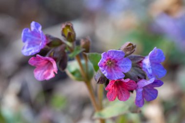 Pulmonaria officinalis, yaygın akciğer otu, Mary 'nin gözyaşları ya da Meryem Ana' nın süt damlaları, odak yığını kullanarak yakın çekim