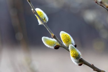 Keçi söğüt çiçeği, sarı polen kaplı kedi derisi, bahar söğüt çiçeği alerjiye neden olur. Çiçek açan söğüt tomurcukları. Söğüt çiçeğinin tomurcukları ilkbaharın başlarında. Paskalya baharı.