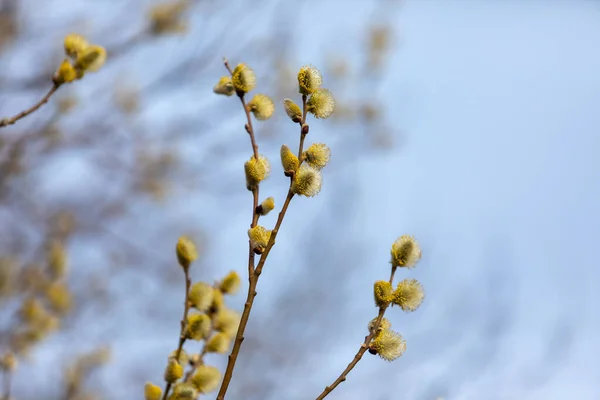 ヤギの柳の花 黄色の花粉で覆われたCatkins 春の柳の花の閉鎖アレルギーを引き起こす 柳の蕾を咲かせます 早春にはヤナギの芽が咲く イースター春時間 — ストック写真