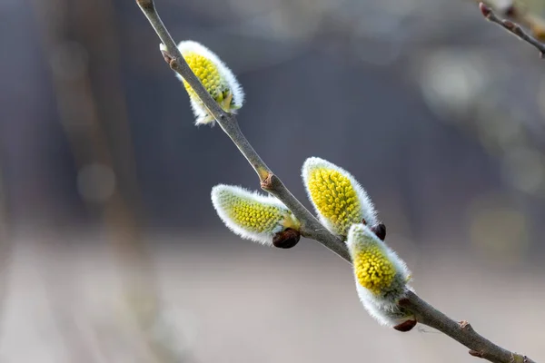 ヤギの柳の花 黄色の花粉で覆われたCatkins 春の柳の花の閉鎖アレルギーを引き起こす 柳の蕾を咲かせます 早春にはヤナギの芽が咲く イースター春時間 — ストック写真