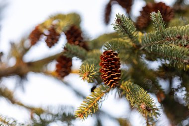 Mavi ladin dalıyla konili Picea pungens