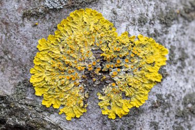 Hipogymnia physodes ve Xanthoria parietina yaygın turuncu liken, sarı ölçek, deniz patlaması liken ve bir ağaçta yetişen liken liken mantarı. 