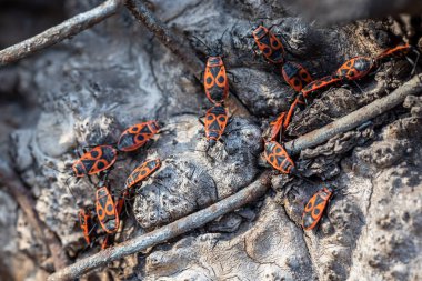 Kundakçı kümeleri (Pyrrhocoris apterus)