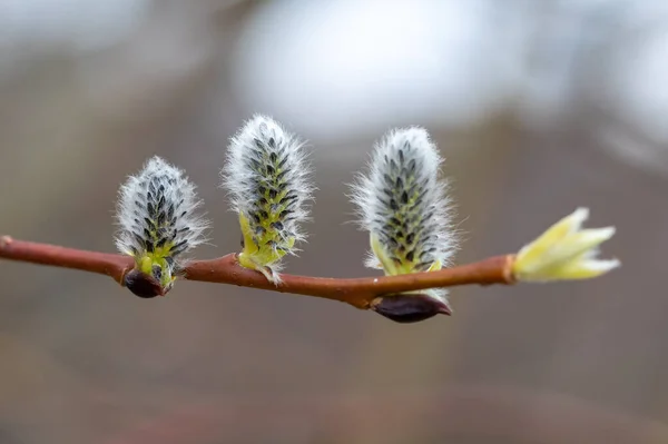 Närbild Getbladsblomma Gula Pollentäckta Kattor Vårbladsblomma Som Orsakar Allergi Blossomerande — Stockfoto