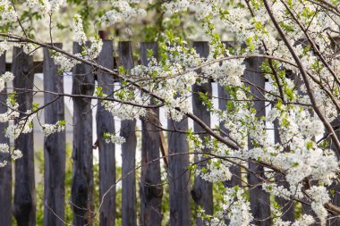 Yaygın bülbül (Luscinia megarhynchos) bir dala oturur ve şarkı söyler. Doğal ortamında öten kuş.