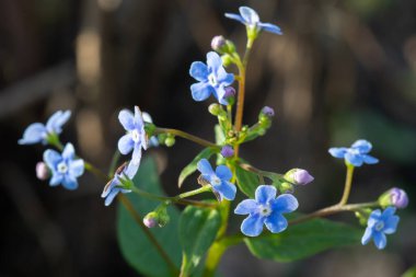 Çayır bitkisi arka planı: mavi küçük çiçekler - Unutma-beni-kapatma ve yeşil çimenler