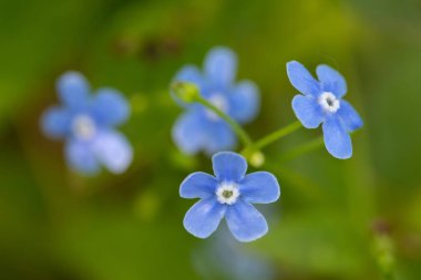 Çayır bitkisi arka planı: mavi küçük çiçekler - Unutma-beni-kapatma ve yeşil çimenler