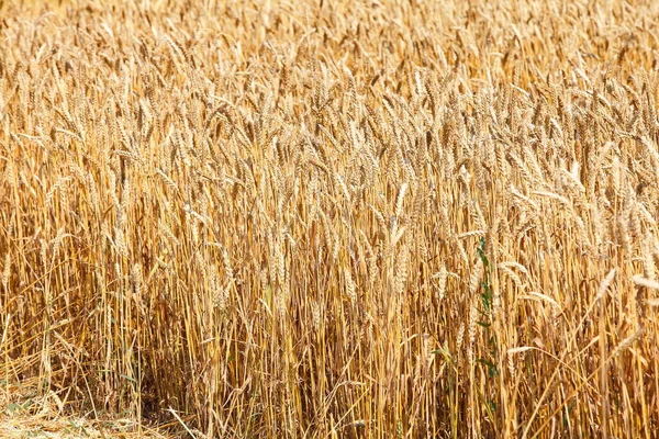 Pšeničné Pole Uši Zlaté Pšenice Zblízka Nádherná Krajina Venkov Pozadí — Stock fotografie