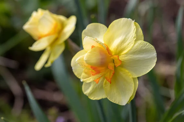 Sarı Çiçekli Narsislerin Fotoğrafı Sarı Tomurcukları Yeşil Yaprakları Olan Nergis — Stok fotoğraf