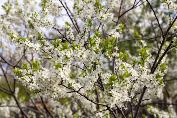 満開の桜の枝 — ストック写真
