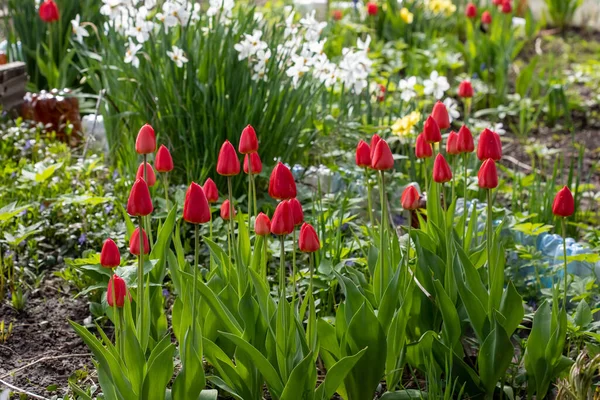 Kırmızı lalelerin arka planı. Çayırdaki güzel lale. Baharda güneş ışığında çiçek tomurcuğu. Çiçeklerle süslenmiş. Lale yakın plan. Kırmızı çiçek