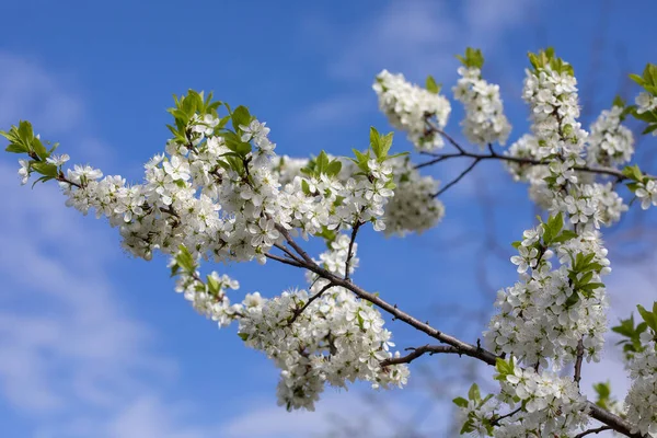 青空に桜の木の枝を咲かせ — ストック写真