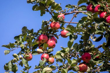 Kırmızı elmalar mavi gökyüzüne karşı bir dalda yetişir.