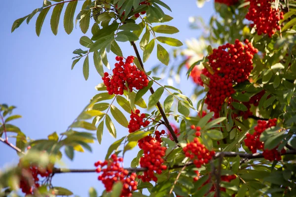 Autumn season. Fall harvest concept. Autumn rowan berries on branch. Amazing benefits of rowan berries. Rowan berries sour but rich vitamin C. Red berries and leaves on branch close up.