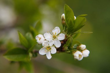 Çiçek açan kiraz ağacının güzel beyaz çiçekleri