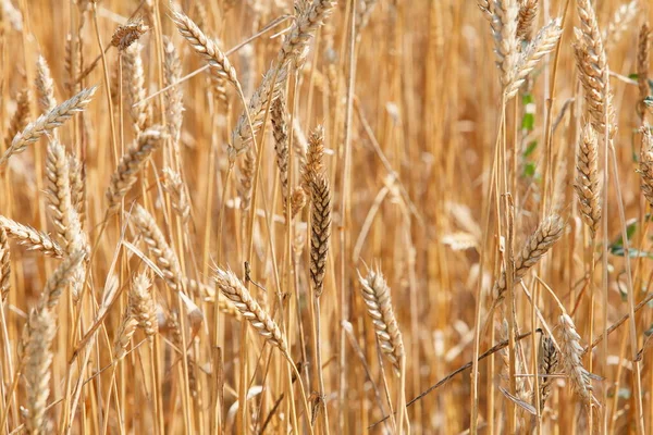 Pšeničné Pole Uši Zlaté Pšenice Zblízka Nádherná Krajina Venkov Pozadí — Stock fotografie