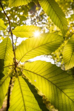 Güneşli bir sonbahar gününde, sabahın erken saatlerinde, renkli yaprakların arasından gün ışığı huzmeleri.