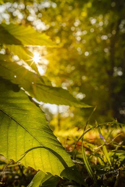 Rayos de luz solar a través de hojas de colores en la mañana temprano en un día soleado de otoño —  Fotos de Stock