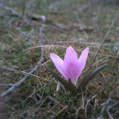 İlk bahar çiçekleri