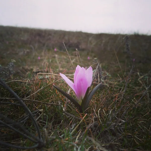 The first spring flowers