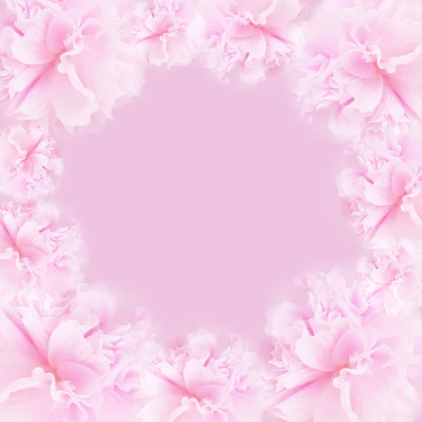 Pink flower on soft pastel color — Stock Photo, Image
