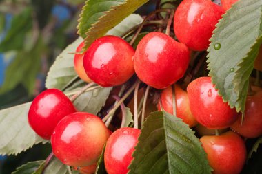 Ripening cherries on tree. Selective focus clipart