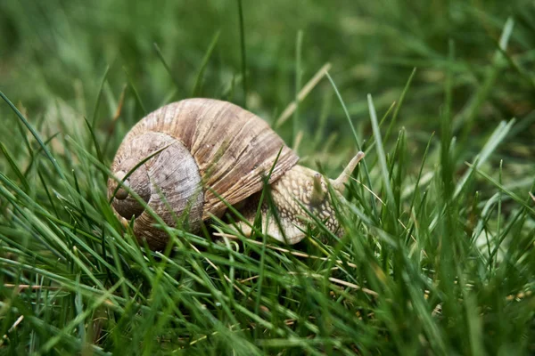 Snail walking on the grass — Stock Photo, Image