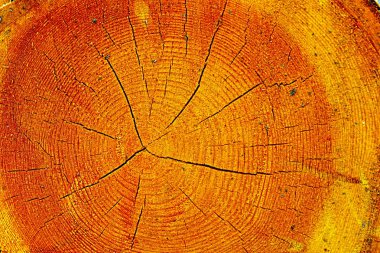 Ağaç gövdesinin çapraz bölümü. Yıllık halkalar ile gövde bölümü.