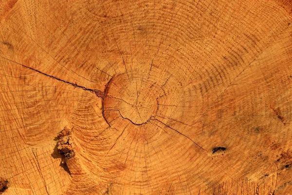 Cross-section of the tree trunk. Section of the trunk with annual rings.