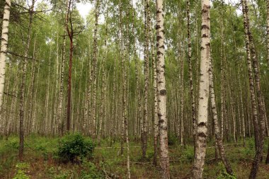 Bir huş ağacında yaz günü