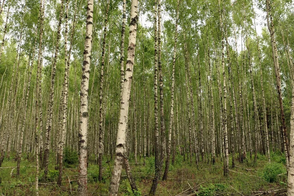 Καλοκαιρινή Μέρα Ένα Δάσος Από Σημύδες — Φωτογραφία Αρχείου