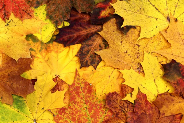 Autumn maple leaves. Background of maple leaves.