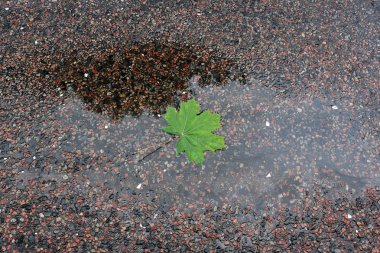 Islak asfaltta akçaağaç yaprağı.