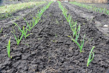 Sarımsak. Bahçede sarımsak filizleri.