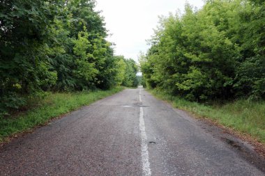 Ormandaki yol. Orman yolu.