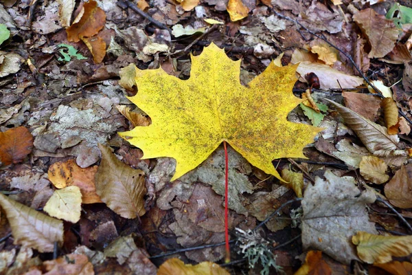 Feuille Érable Feuille Érable Tombée — Photo