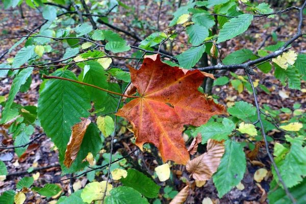 カエデの葉 落ち葉 — ストック写真
