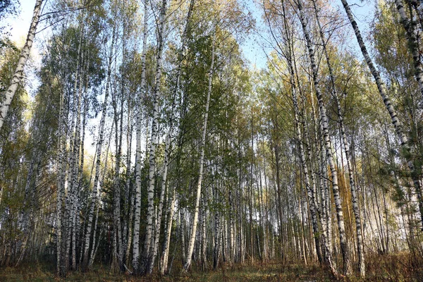 Birch grove. Birch autumn forest.