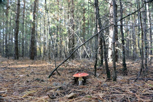 Giftig Svamp Flyga Agaric Bakgrunden Skogen — Stockfoto