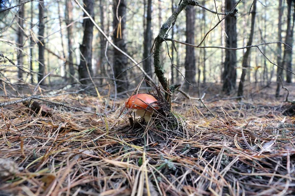 Giftig Svamp Flyga Agaric Bakgrunden Skogen — Stockfoto