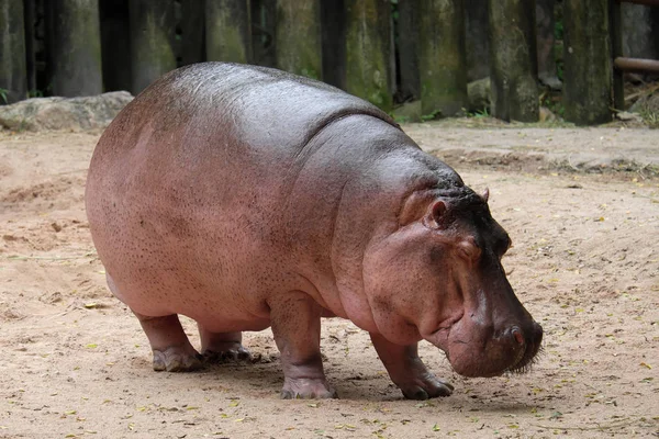 Hipopotam zadowolony ładny — Zdjęcie stockowe