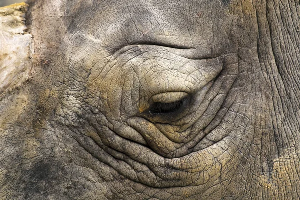 Ostrości oko Rhino — Zdjęcie stockowe