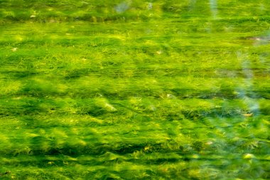 Nehirde büyüyen alg. 