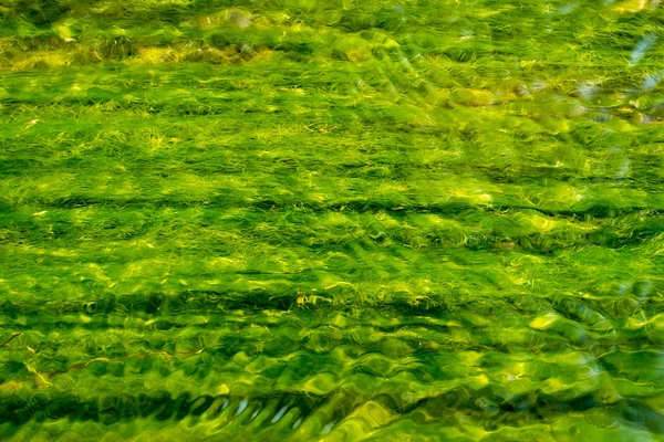 Nehirde büyüyen alg. 