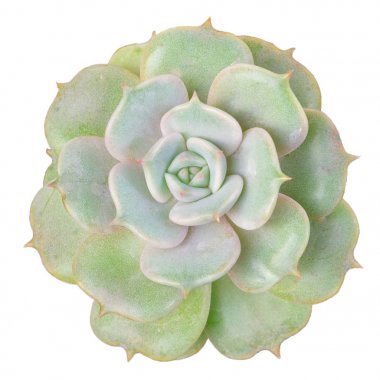Beyaz arka planda yeşil succulents yakın çekim TOPVIEW doku