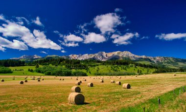 Bales of hay know as Big Rounds fill a field in Montana. Farming Country clipart