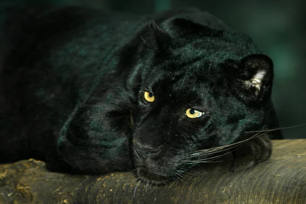 Retrato de perto do raro Pantera Negra em repouso. Também conhecido como Leopardo Negro — Fotografia de Stock