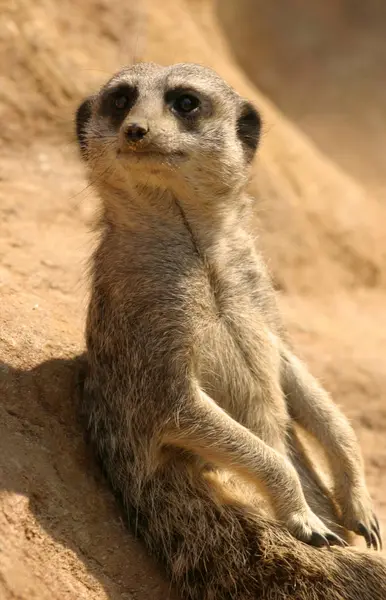 Bain de soleil Meerkat sur un rocher tout en gardant l'œil ouvert. Faune africaine . — Photo